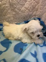 Little  bit, a male Maltese for sale in Hopkinsville, KY – 2 of 2