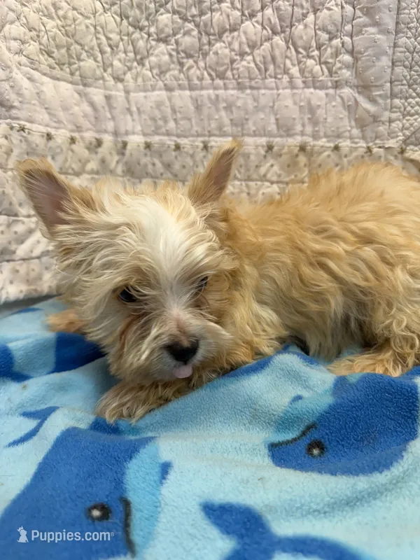 Sam – Yorkshire Terrier puppy for sale in Hopkinsville, KY