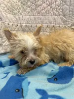 Sam, a male Yorkshire Terrier for sale in Hopkinsville, KY – 1 of 1