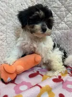 Bella, a female Maltipoo for sale in Hopkinsville, KY – 1 of 1