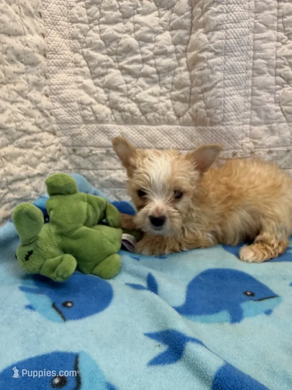 Leo – Yorkshire Terrier puppy for sale in Hopkinsville, KY