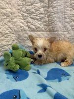 Leo, a male Yorkshire Terrier for sale in Hopkinsville, KY – 1 of 1
