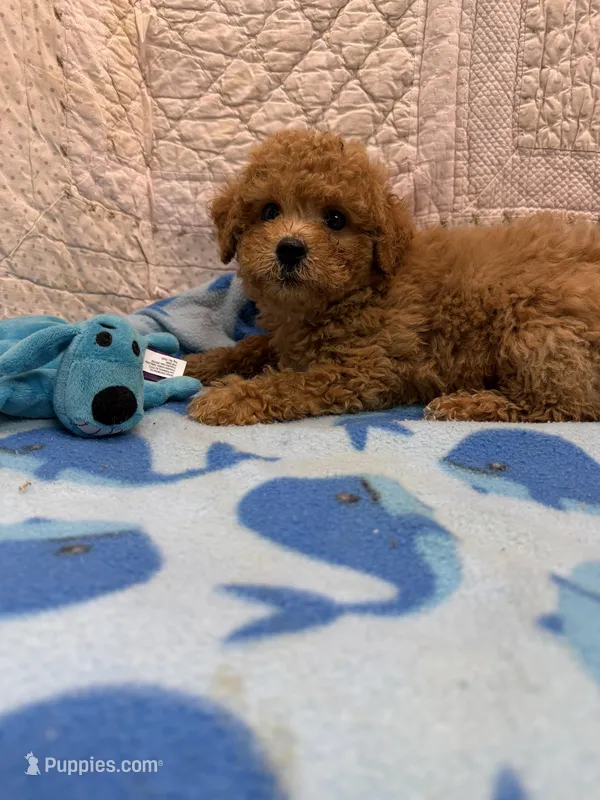 Copper – Maltipoo puppy for sale in Hopkinsville, KY