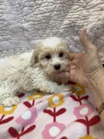 Sally, a female Yorkipoo for sale in Hopkinsville, KY – 2 of 2