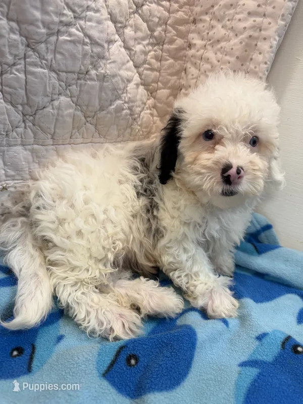 Sammy – Maltipoo puppy for sale in Hopkinsville, KY