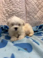 Little  bit, a male Maltese for sale in Hopkinsville, KY – 1 of 2