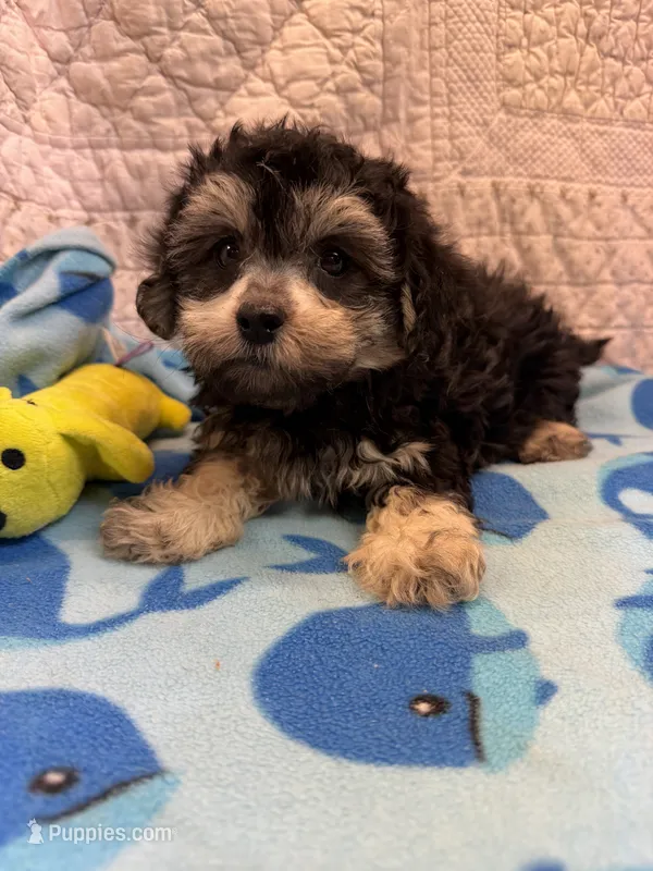 Shane – Maltipoo puppy for sale in Hopkinsville, KY
