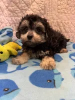 Shane, a male Maltipoo for sale in Hopkinsville, KY – 1 of 1