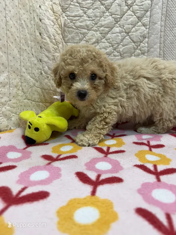 Lucy – Maltipoo puppy for sale in Hopkinsville, KY