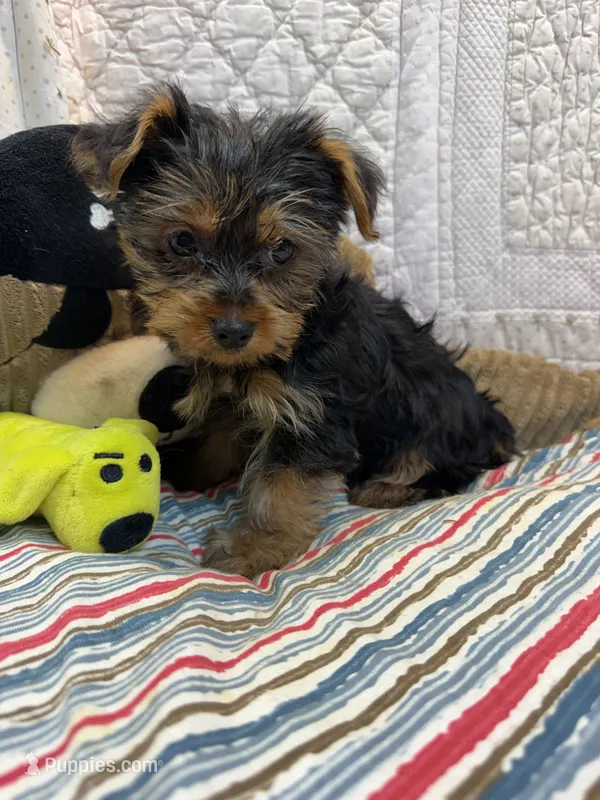 Parker – Yorkshire Terrier puppy for sale in Hopkinsville, KY