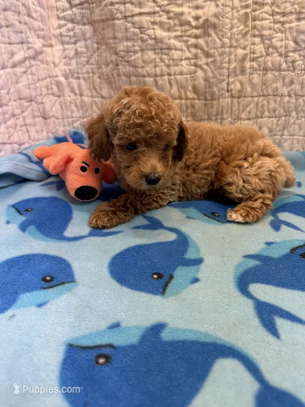 Glen – Poodle - Toy  puppy for sale in Hopkinsville, KY