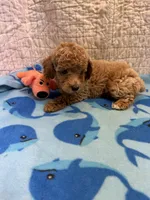 Glen, a male Poodle - Toy  for sale in Hopkinsville, KY – 1 of 2