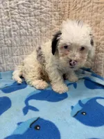 Sammy, a male Maltipoo for sale in Hopkinsville, KY – 1 of 2