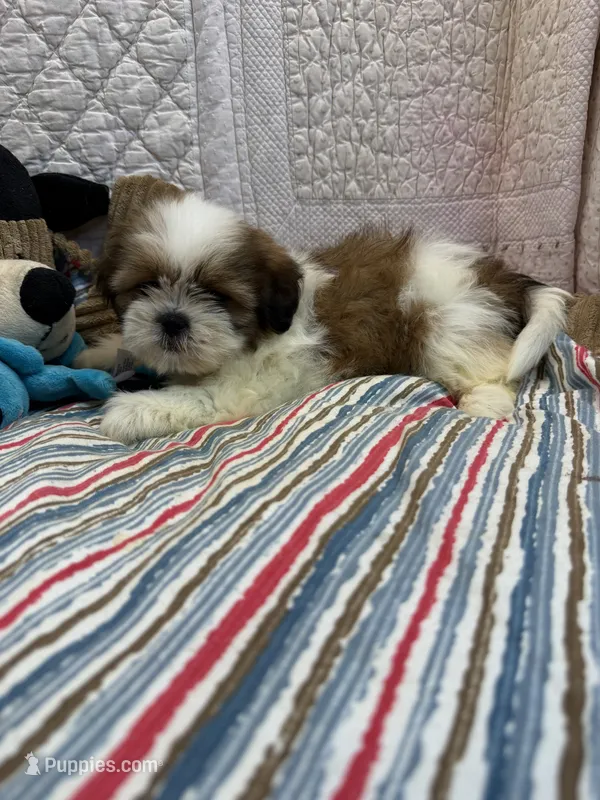 Wes – Shih Tzu puppy for sale in Hopkinsville, KY