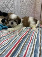 Wes, a male Shih Tzu for sale in Hopkinsville, KY – 1 of 1