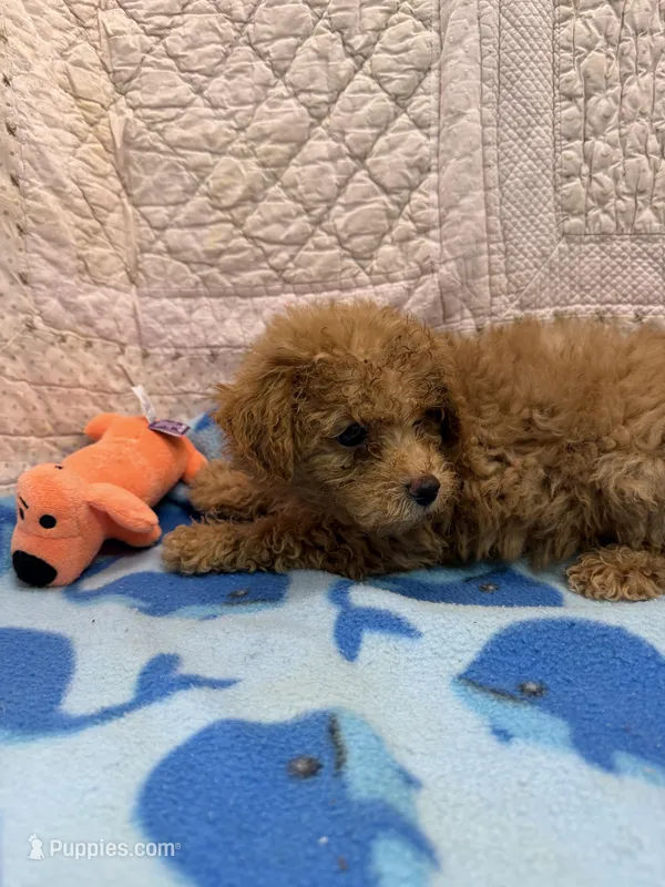 Max – Maltipoo puppy for sale in Hopkinsville, KY