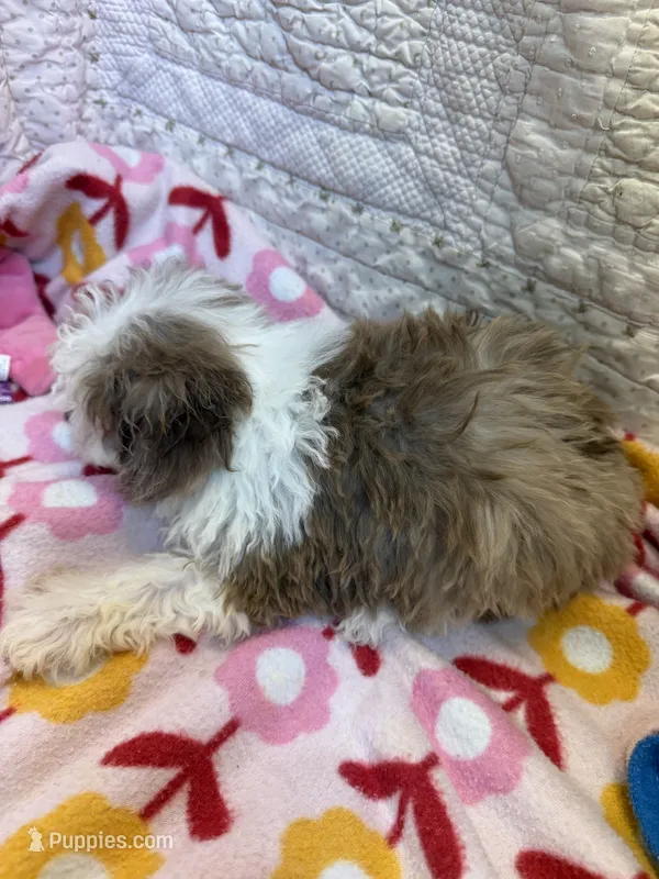 Alice – Poodle - Toy  puppy for sale in Hopkinsville, KY