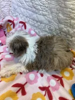 Alice, a female Poodle - Toy  for sale in Hopkinsville, KY – 1 of 2