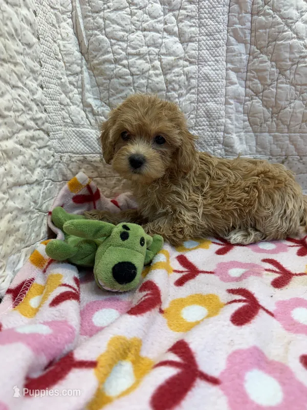 Cindy – Maltipoo puppy for sale in Hopkinsville, KY
