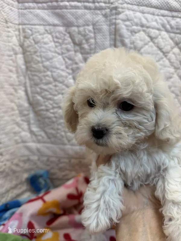 Rose – Maltipoo puppy for sale in Hopkinsville, KY
