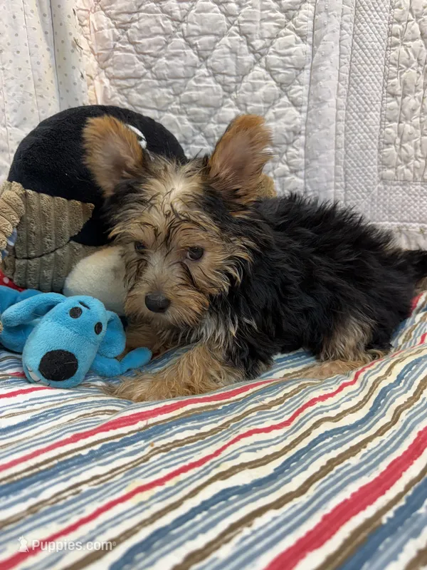 Jeff – Yorkshire Terrier puppy for sale in Hopkinsville, KY