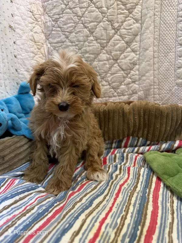 David – Maltipoo puppy for sale in Hopkinsville, KY