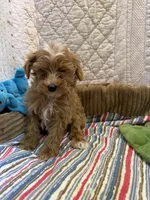 David, a male Maltipoo for sale in Hopkinsville, KY – 1 of 1
