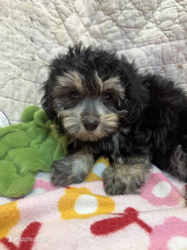 Luna – Maltipoo puppy for sale in Hopkinsville, KY