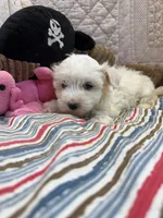 Judy, a female Maltipoo for sale in Hopkinsville, KY – 2 of 2