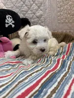 Judy, a female Maltipoo for sale in Hopkinsville, KY – 1 of 1