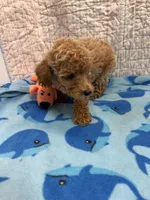 Glen, a male Poodle - Toy  for sale in Hopkinsville, KY – 2 of 2