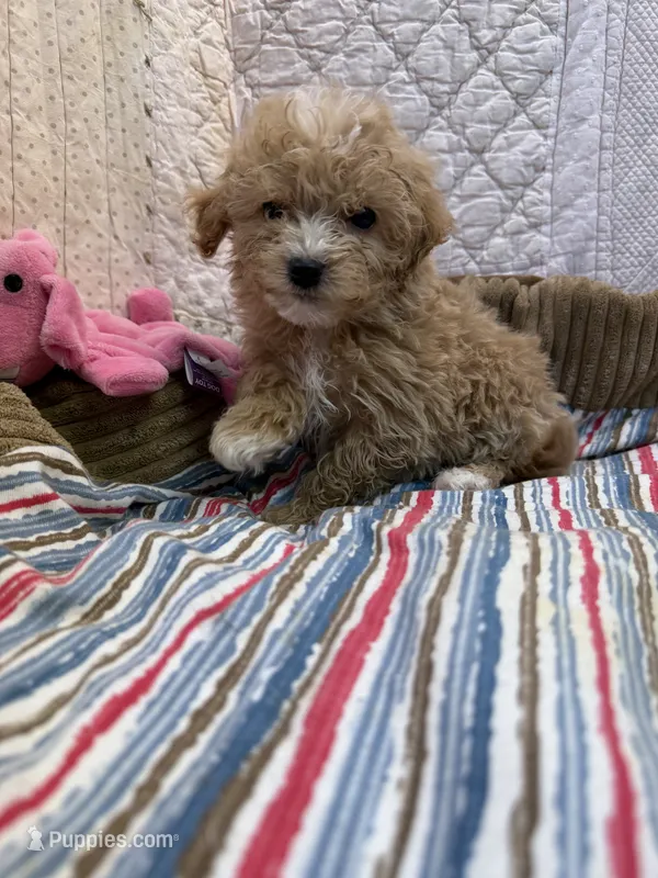 Paulette – Maltipoo puppy for sale in Hopkinsville, KY