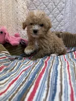 Paulette, a female Maltipoo for sale in Hopkinsville, KY – 1 of 1