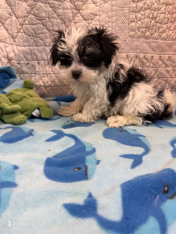 Tommy – Maltipoo puppy for sale in Hopkinsville, KY