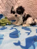 Tommy, a male Maltipoo for sale in Hopkinsville, KY – 1 of 1