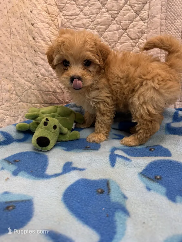 Chatlie – Maltipoo puppy for sale in Hopkinsville, KY