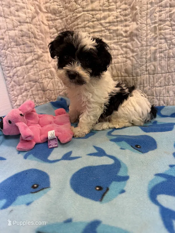 Mable – Maltipoo puppy for sale in Hopkinsville, KY