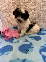 Mable, a female Maltipoo for sale in Hopkinsville, KY – 1 of 2