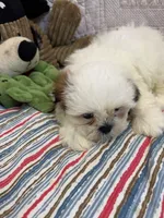 Brabdon, a male Shih Tzu for sale in Hopkinsville, KY – 2 of 2