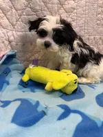 James, a male Maltipoo for sale in Hopkinsville, KY – 2 of 2