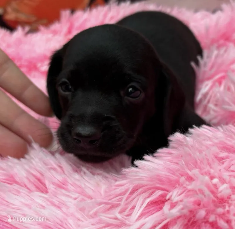 Reba – Miniature Dachshund puppy for sale in Channahon, IL