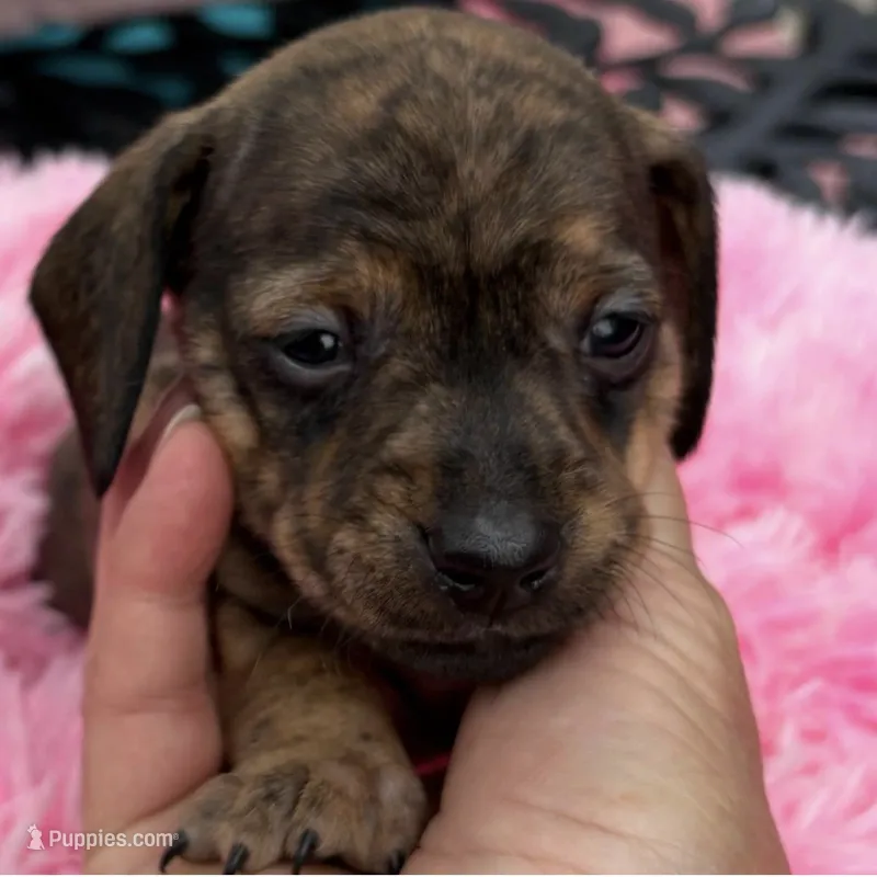 Maple – Miniature Dachshund puppy for sale in Channahon, IL