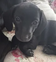 Dj(on hold), a male Miniature Dachshund for sale in Channahon, IL – 2 of 3