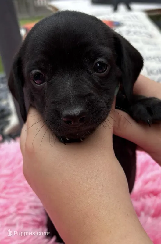 Rosie – Miniature Dachshund puppy for sale in Channahon, IL