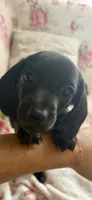 Dj(on hold), a male Miniature Dachshund for sale in Channahon, IL – 3 of 3