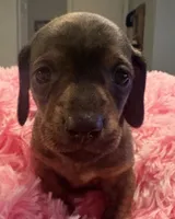 Maple, a female Miniature Dachshund for sale in Channahon, IL – 3 of 3