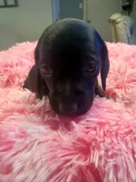 Dj, a male Miniature Dachshund for sale in Channahon, IL – 2 of 2