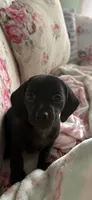 Taylor, a female Miniature Dachshund for sale in Channahon, IL – 2 of 2