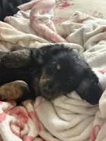 Dixie( not available), a female Miniature Dachshund for sale in Channahon, IL – 3 of 3