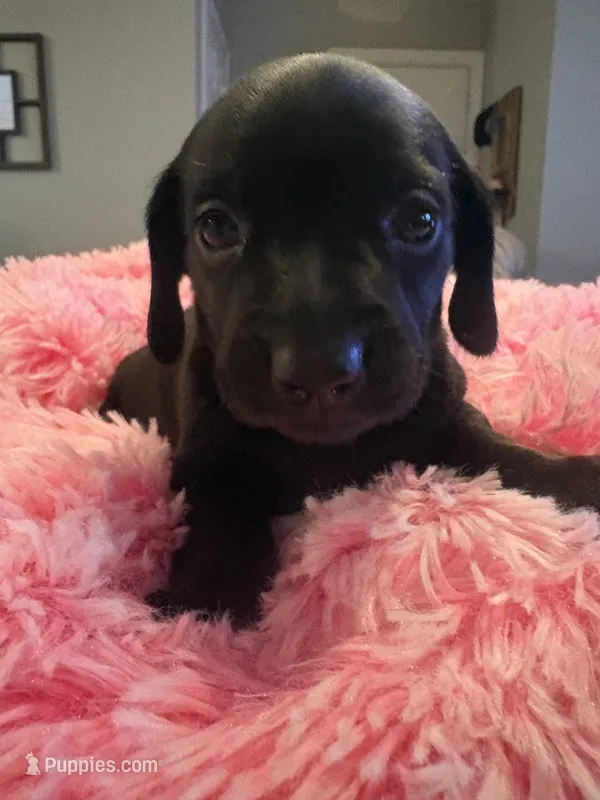 Taylor – Miniature Dachshund puppy for sale in Channahon, IL
